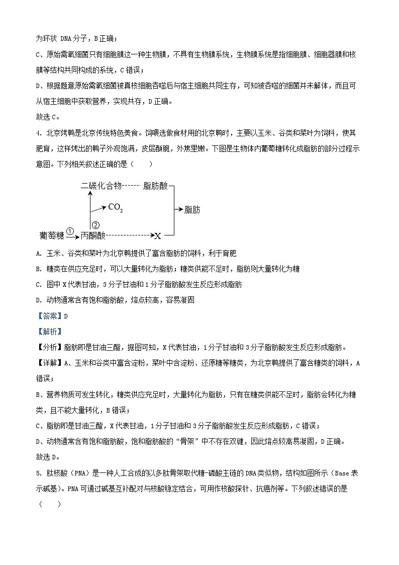 湖北省新高考2024_2025学年高三生物上学期11月期中试题含解析第3页