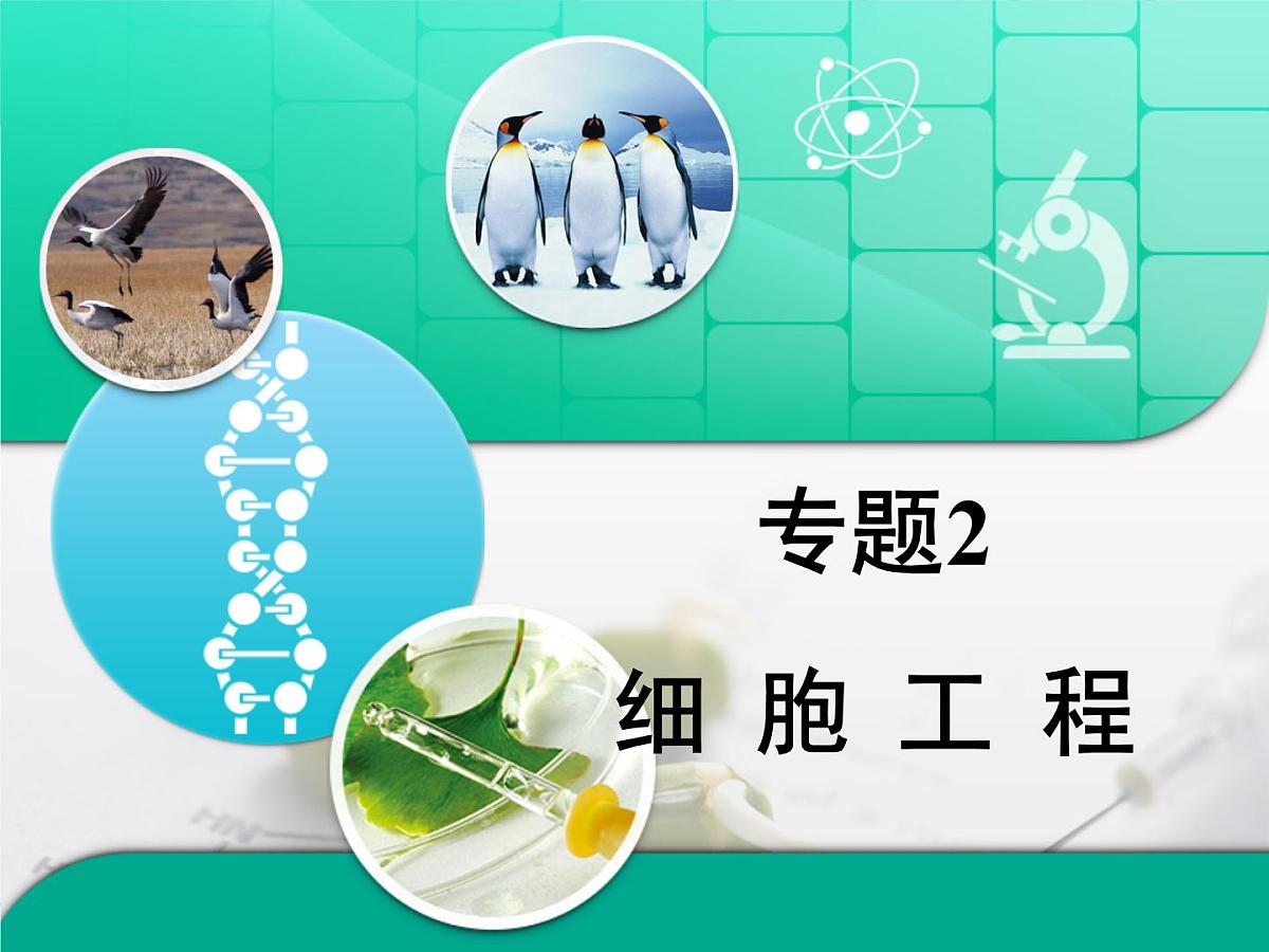 人教版 (新课标)高中生物选修3 专题2《细胞工程》专题复习课件第1页