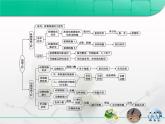 人教版 (新課標(biāo))高中生物選修3 專題2《細(xì)胞工程》專題復(fù)習(xí)課件