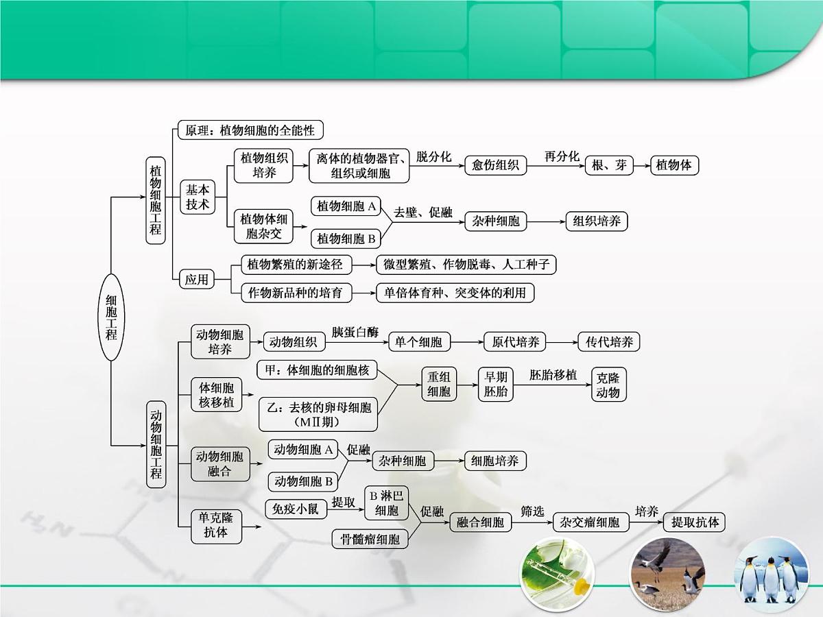 人教版 (新课标)高中生物选修3 专题2《细胞工程》专题复习课件第2页