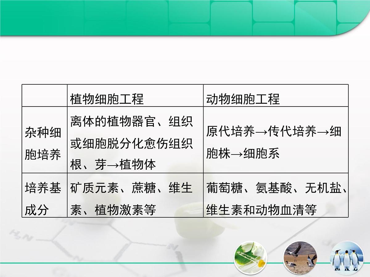 人教版 (新课标)高中生物选修3 专题2《细胞工程》专题复习课件第4页