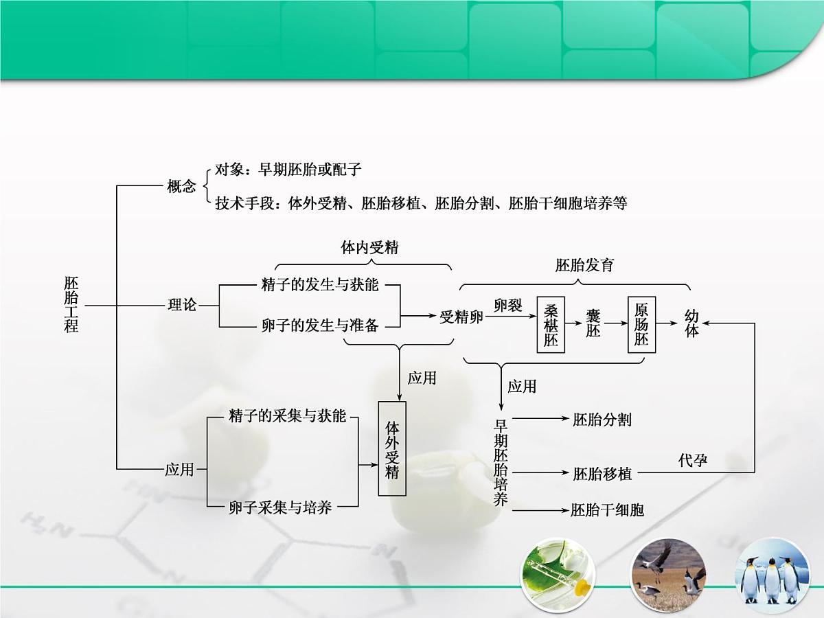 人教版 (新课标)高中生物选修3 3-3.3《胚胎工程》专题复习课件第2页