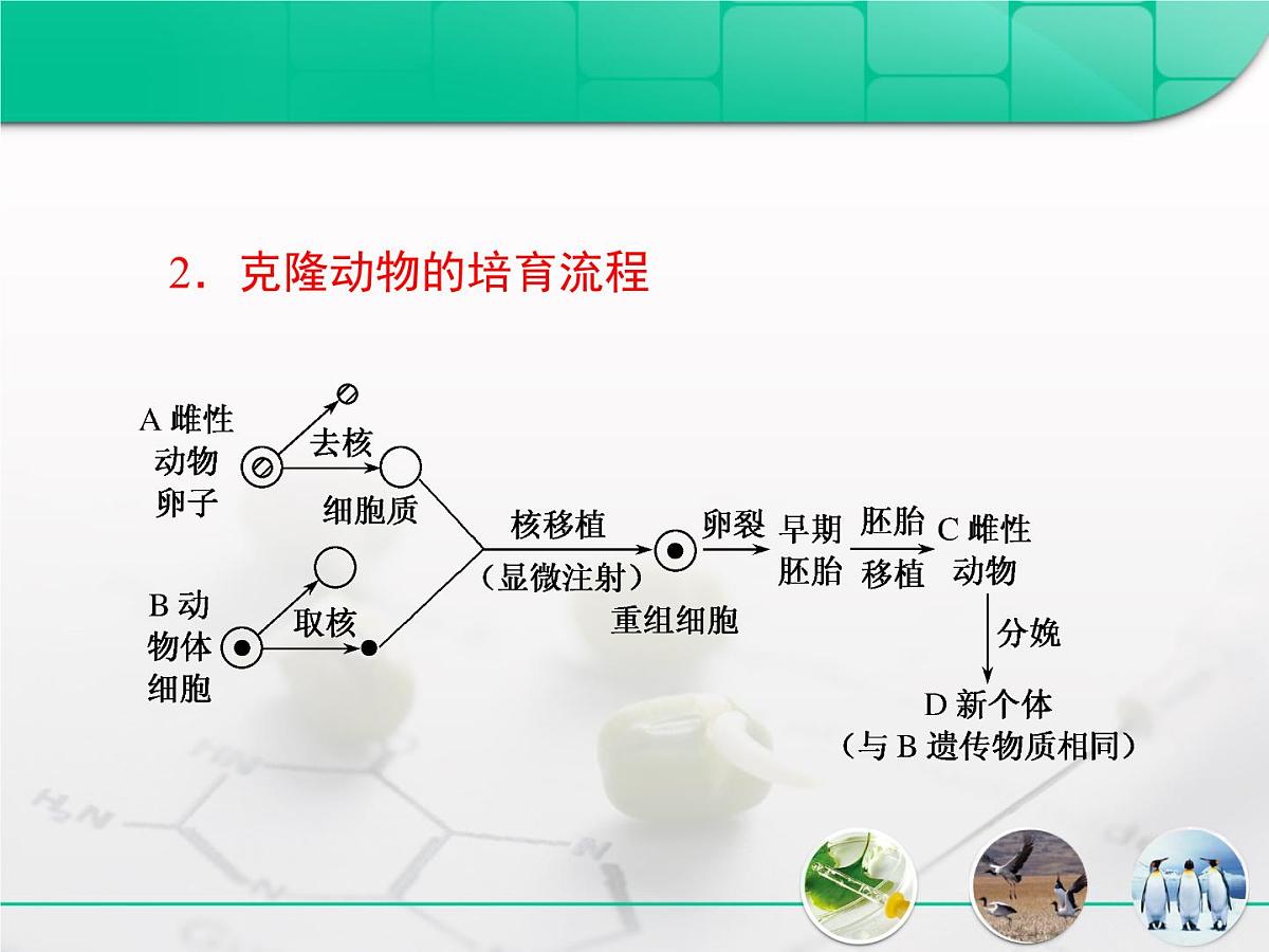 人教版 (新课标)高中生物选修3 3-3.3《胚胎工程》专题复习课件第4页
