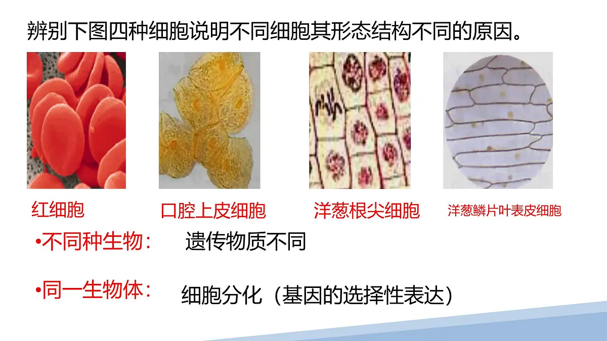 人教版高中生物必修1 1-2《 细胞的多样性和统一性 》课件第2页
