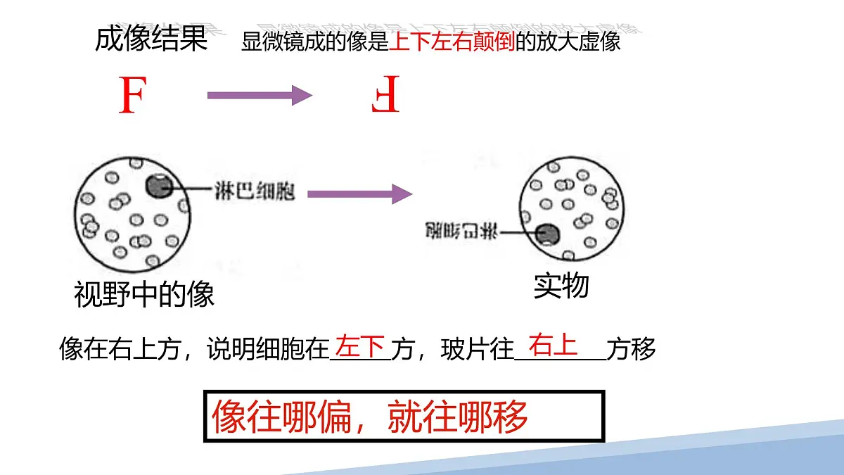 人教版高中生物必修1 1-2《 细胞的多样性和统一性 》课件第8页
