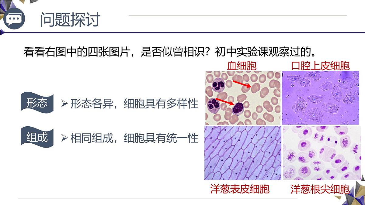 人教版高中生物必修1 1-2《 细胞的多样性和统一性》课件第5页