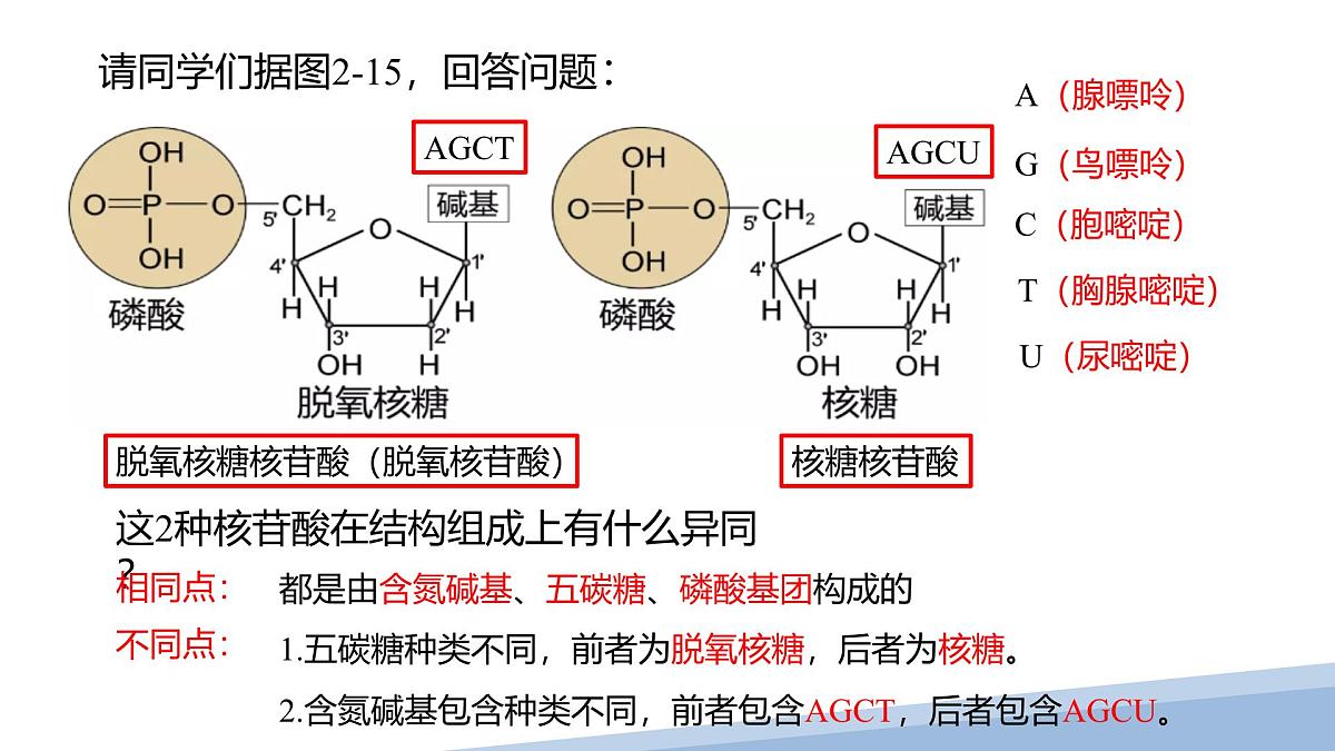 人教版高中生物必修1 2-5《 核酸是遗传信息的携带者 》课件第5页