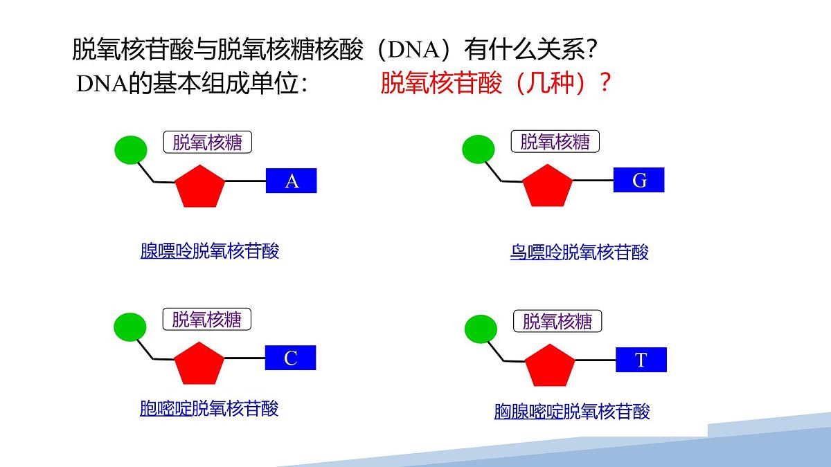 人教版高中生物必修1 2-5《 核酸是遗传信息的携带者 》课件第6页