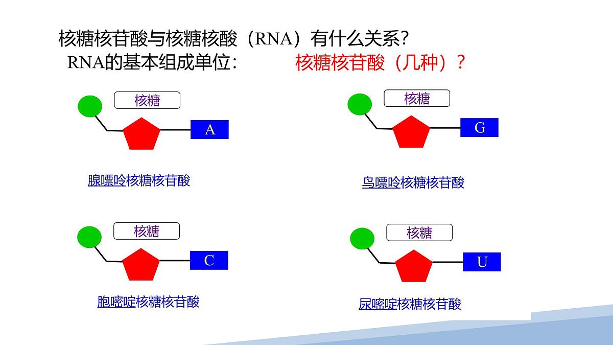 人教版高中生物必修1 2-5《 核酸是遗传信息的携带者 》课件第7页