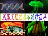 人教版 (新課標(biāo))高中生物選修3 1-1.2《基因工程的基本操作程序》課件