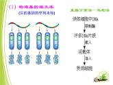 人教版 (新課標(biāo))高中生物選修3 1-1.2《基因工程的基本操作程序》課件