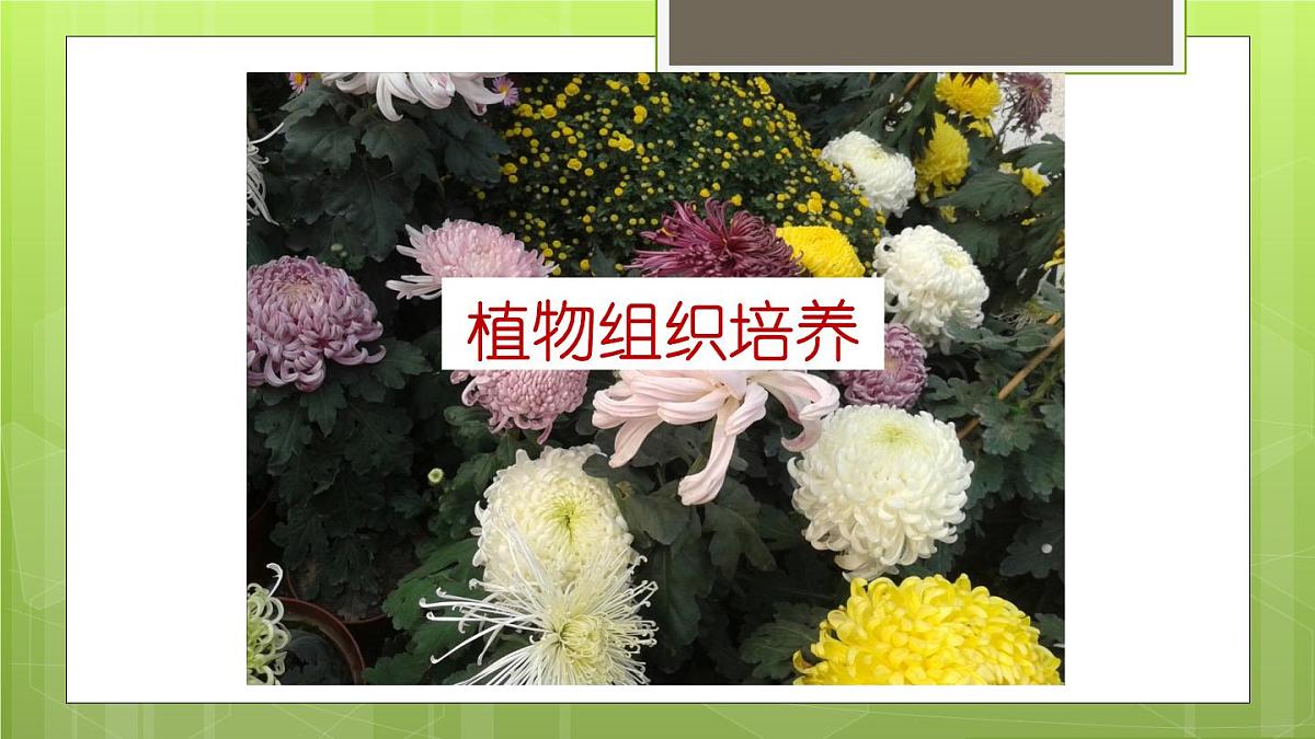 人教版 (新课标)高中生物选修3 2-1.1《植物细胞工程的基本技术》课件第2页