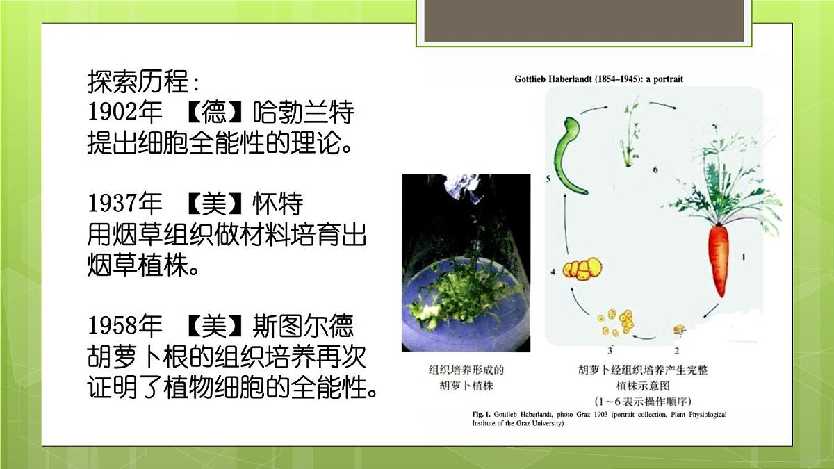 人教版 (新课标)高中生物选修3 2-1.1《植物细胞工程的基本技术》课件第5页