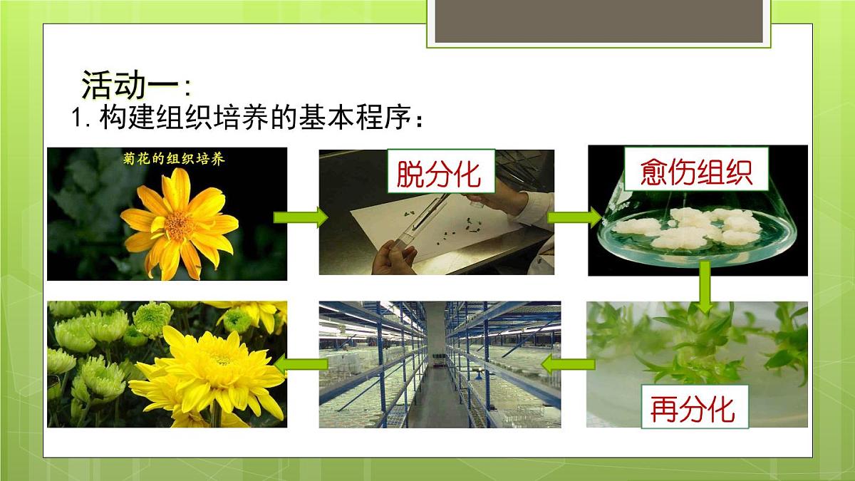 人教版 (新课标)高中生物选修3 2-1.1《植物细胞工程的基本技术》课件第8页