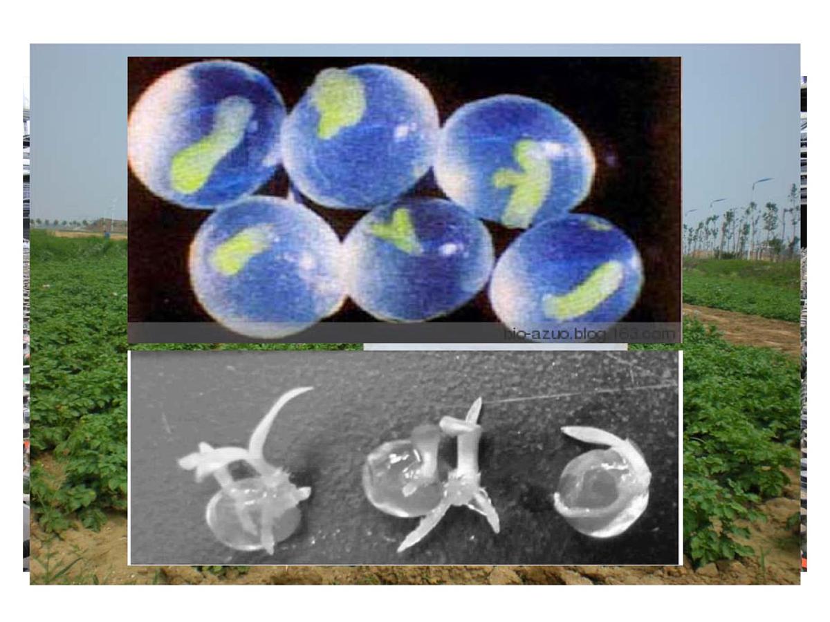 人教版 (新课标)高中生物选修3 2-1.2《植物细胞工程的实际应用》课件第1页
