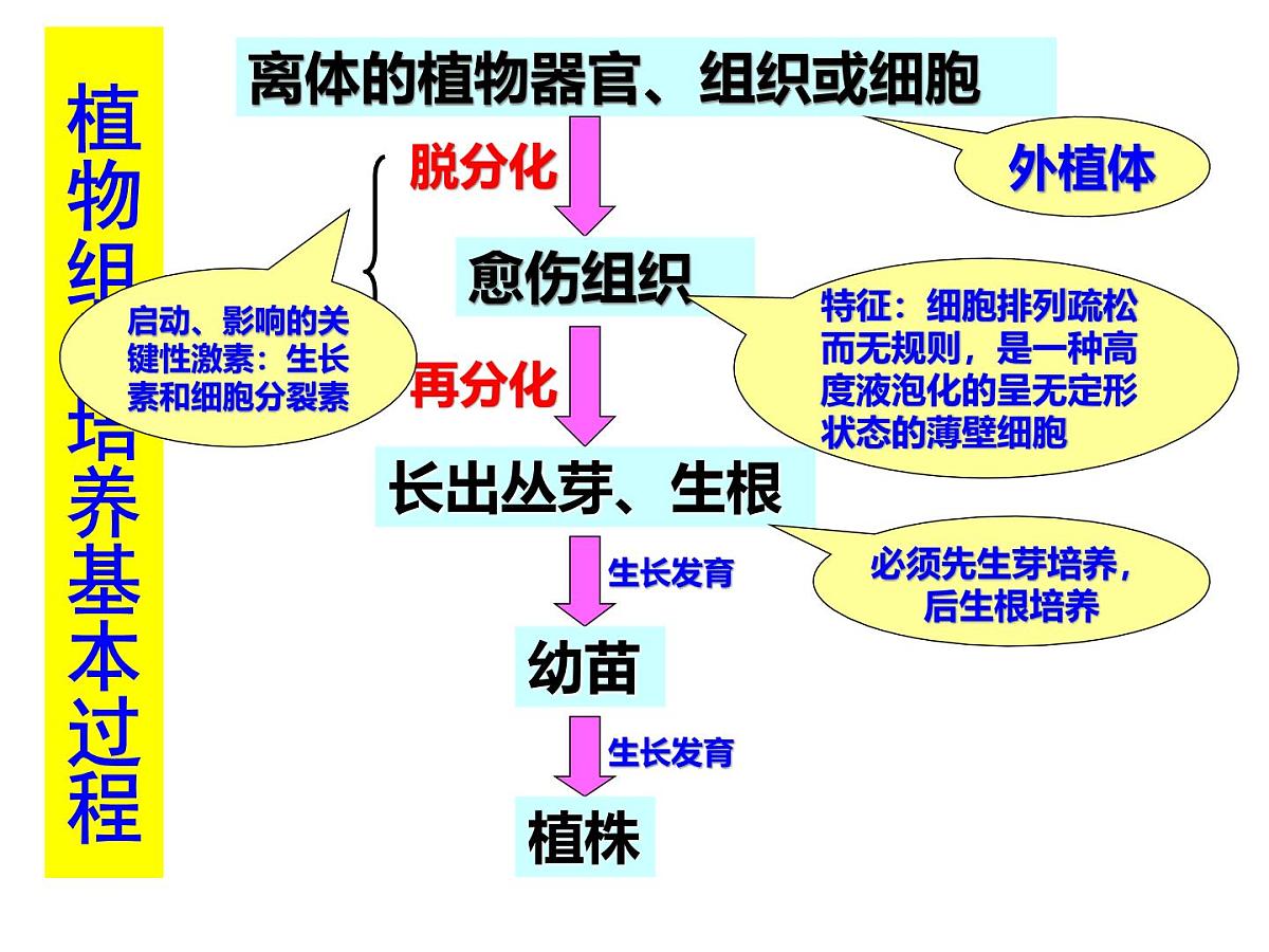 人教版 (新课标)高中生物选修3 2-1.2《植物细胞工程的实际应用》课件第2页
