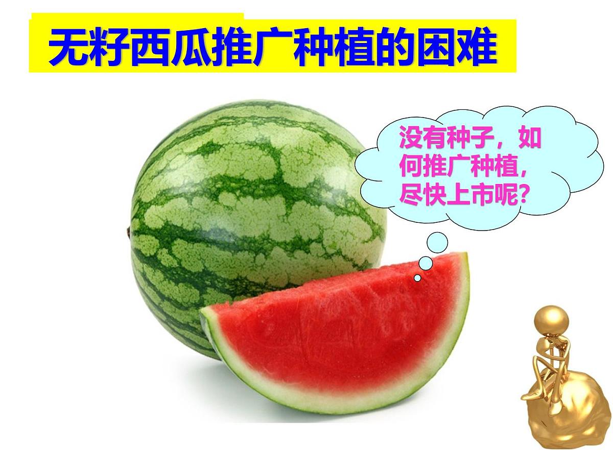 人教版 (新课标)高中生物选修3 2-1.2《植物细胞工程的实际应用》课件第3页