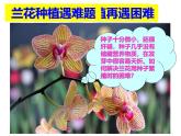 人教版 (新課標)高中生物選修3 2-1.2《植物細胞工程的實際應(yīng)用》課件