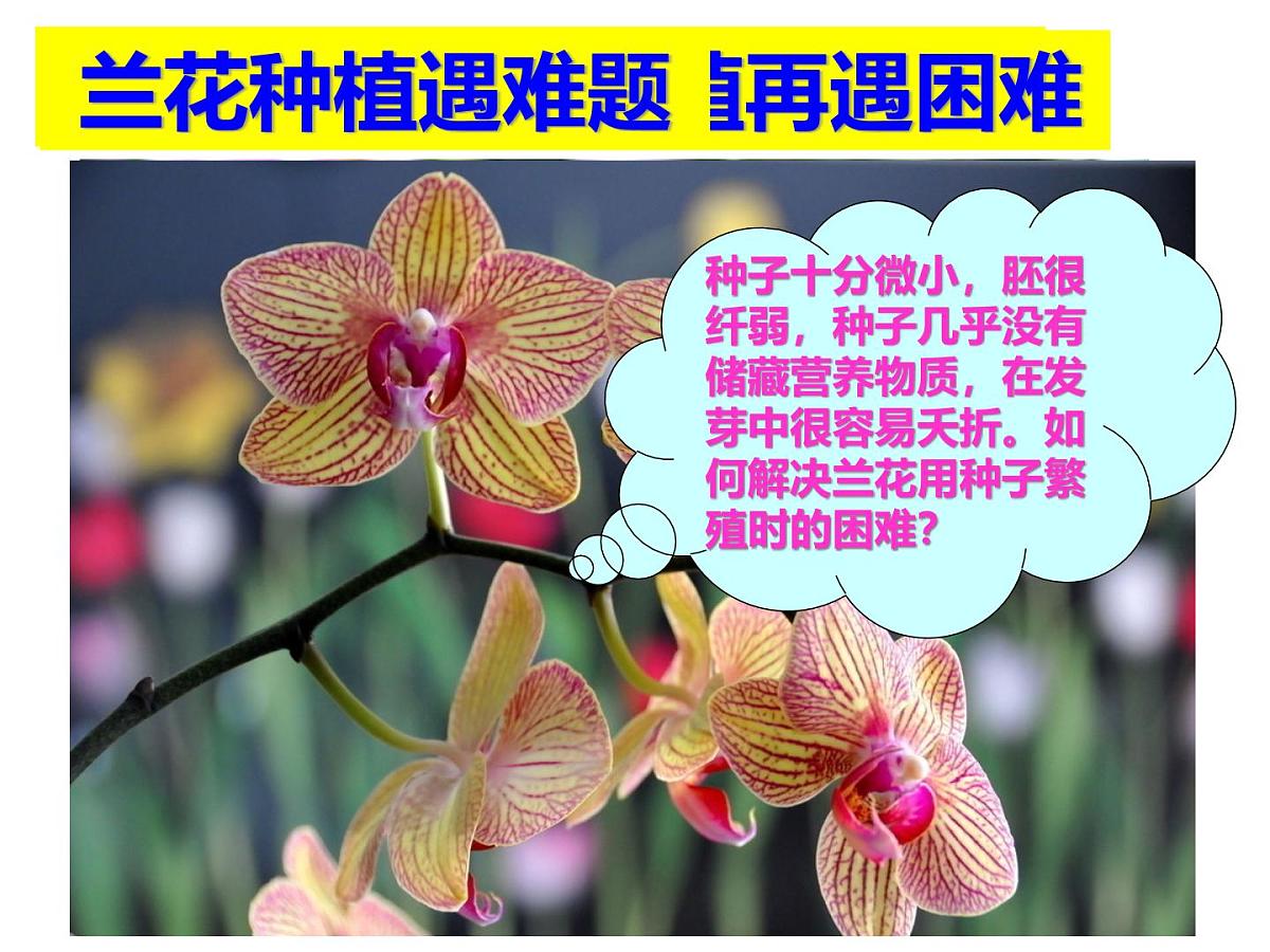 人教版 (新课标)高中生物选修3 2-1.2《植物细胞工程的实际应用》课件第4页