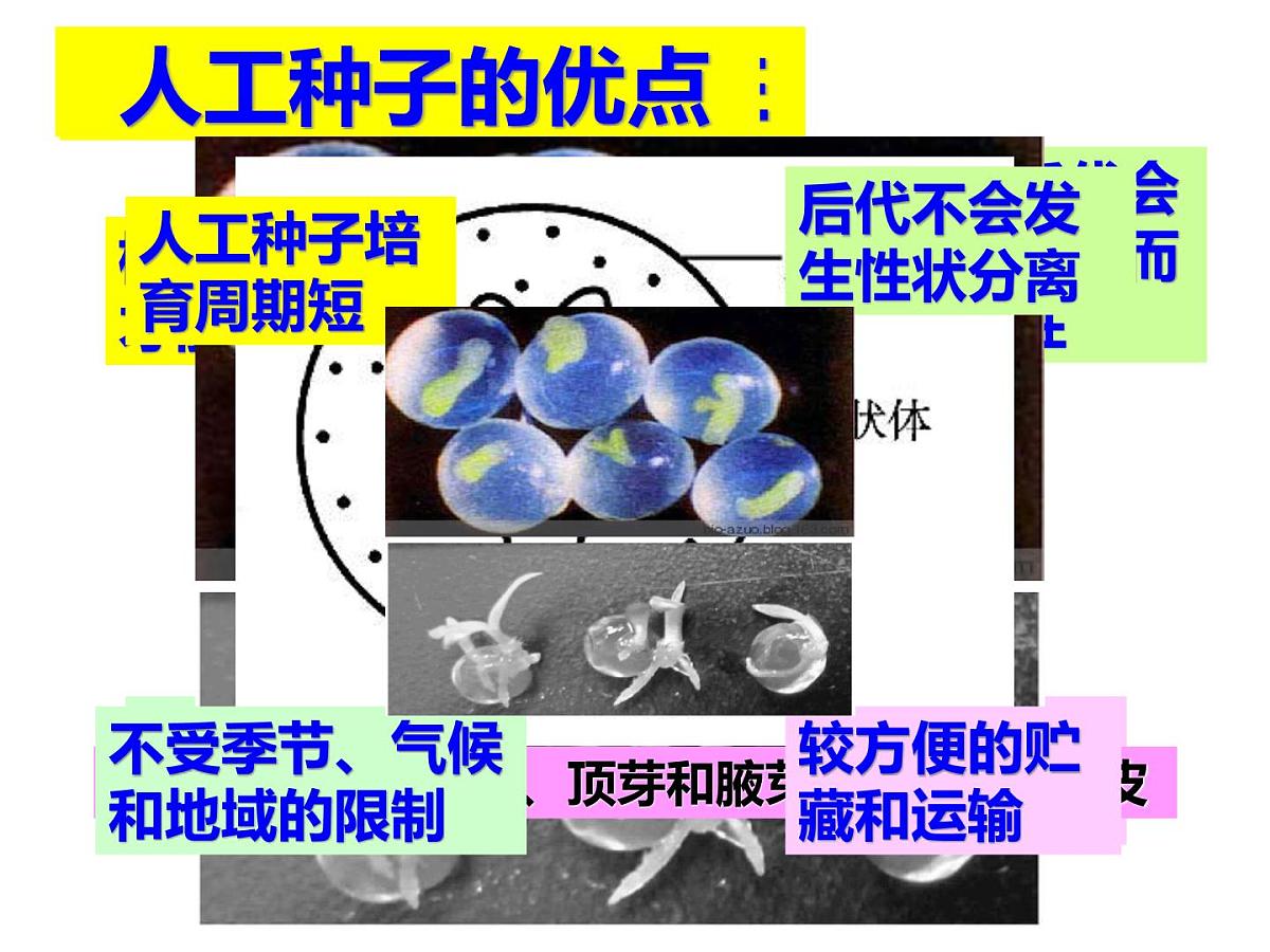 人教版 (新课标)高中生物选修3 2-1.2《植物细胞工程的实际应用》课件第5页