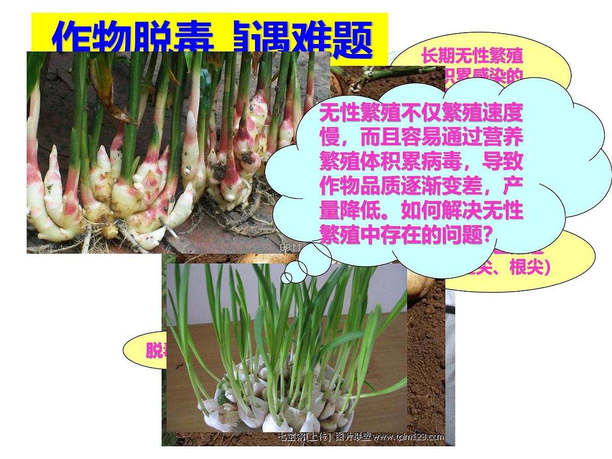 人教版 (新课标)高中生物选修3 2-1.2《植物细胞工程的实际应用》课件第6页