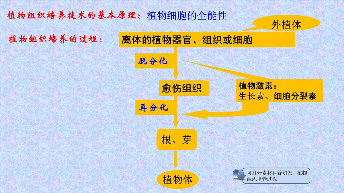 人教版 (新课标)高中生物选修3 2-1.2《植物细胞工程的实际应用》课件第4页