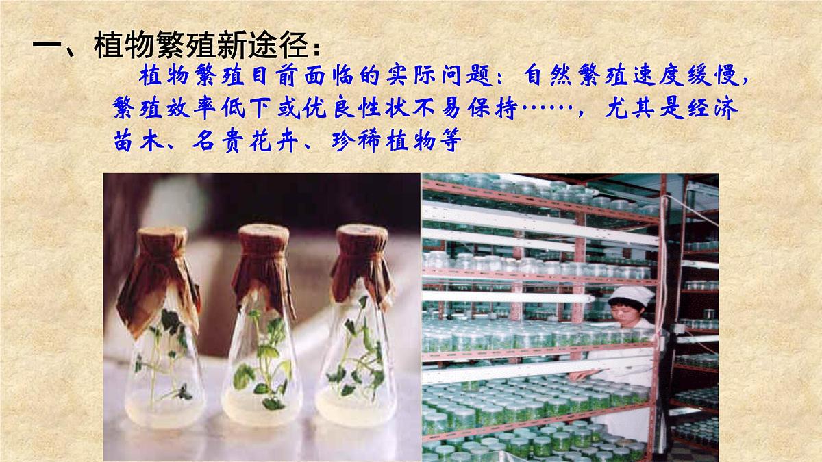人教版 (新课标)高中生物选修3 2-1.2《植物细胞工程的实际应用》课件第5页