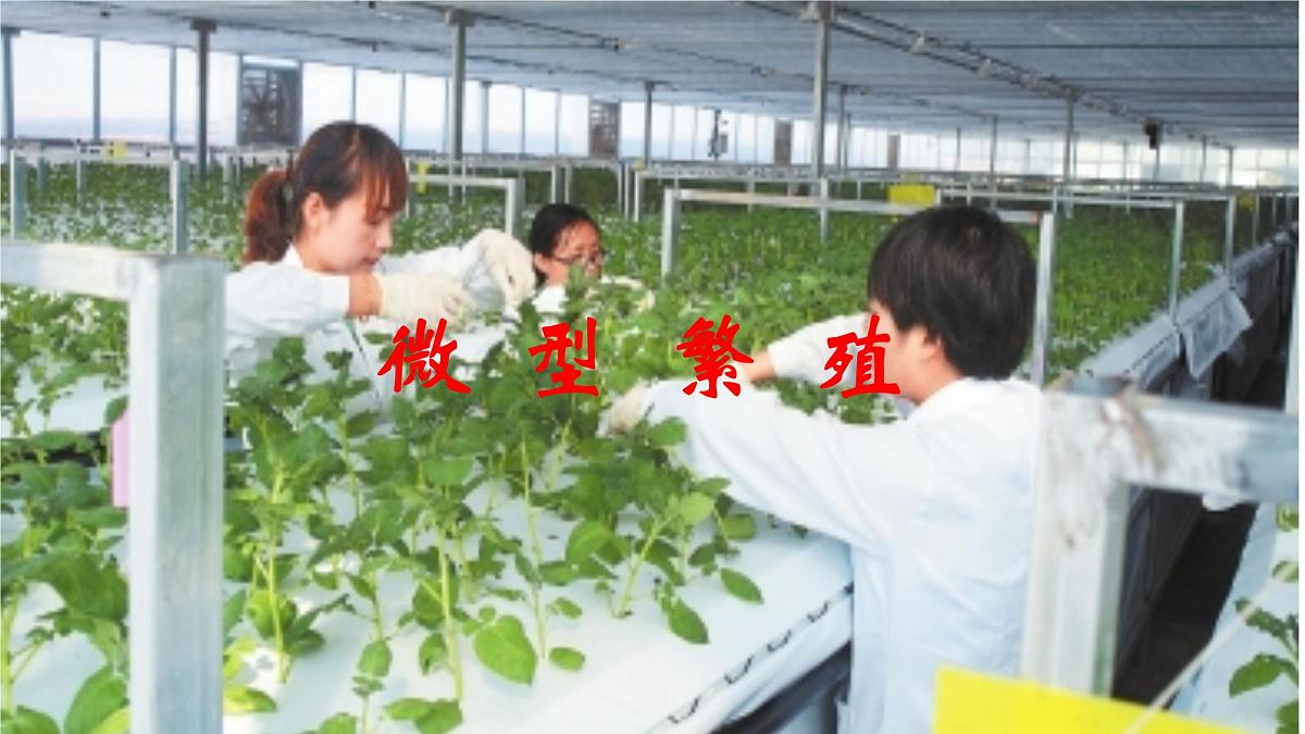 人教版 (新课标)高中生物选修3 2-1.2《植物细胞工程的实际应用》课件第7页