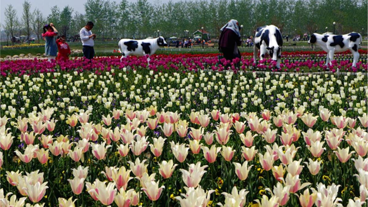 人教版 (新课标)高中生物选修3 2-1.2《植物细胞工程的实际应用》课件第8页