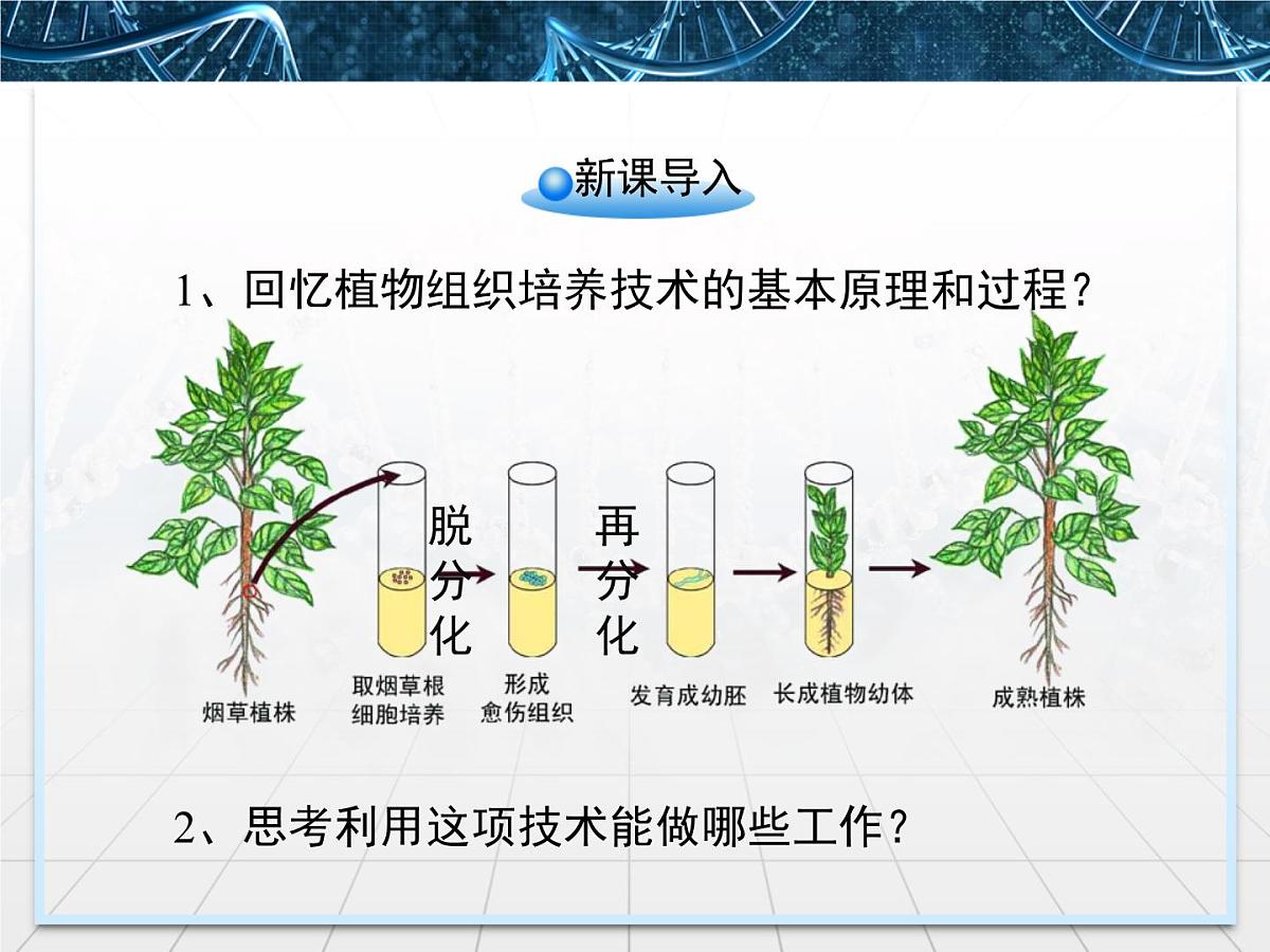 人教版 (新课标)高中生物选修3 2-1.2《植物细胞工程的实际应用》课件第2页