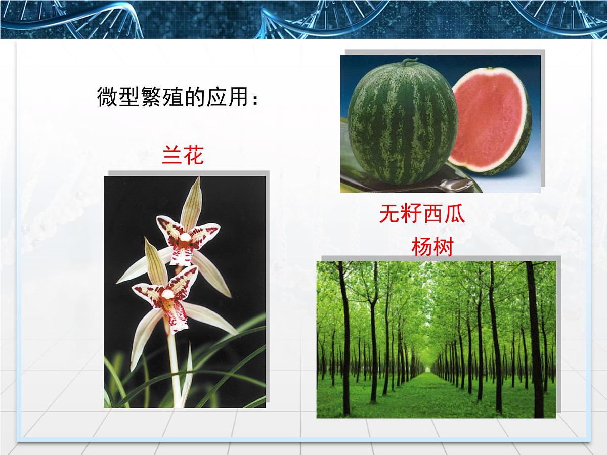 人教版 (新课标)高中生物选修3 2-1.2《植物细胞工程的实际应用》课件第6页