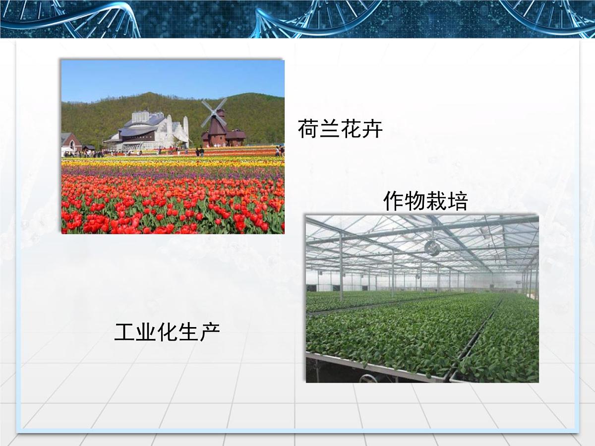 人教版 (新课标)高中生物选修3 2-1.2《植物细胞工程的实际应用》课件第7页