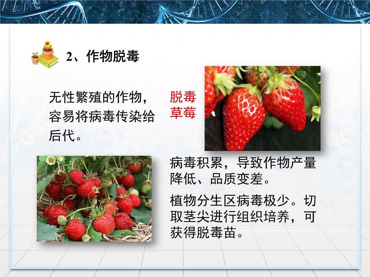 人教版 (新课标)高中生物选修3 2-1.2《植物细胞工程的实际应用》课件第8页