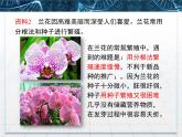 人教版 (新課標)高中生物選修3 2.1.2《植物細胞工程的實際應(yīng)用》課件