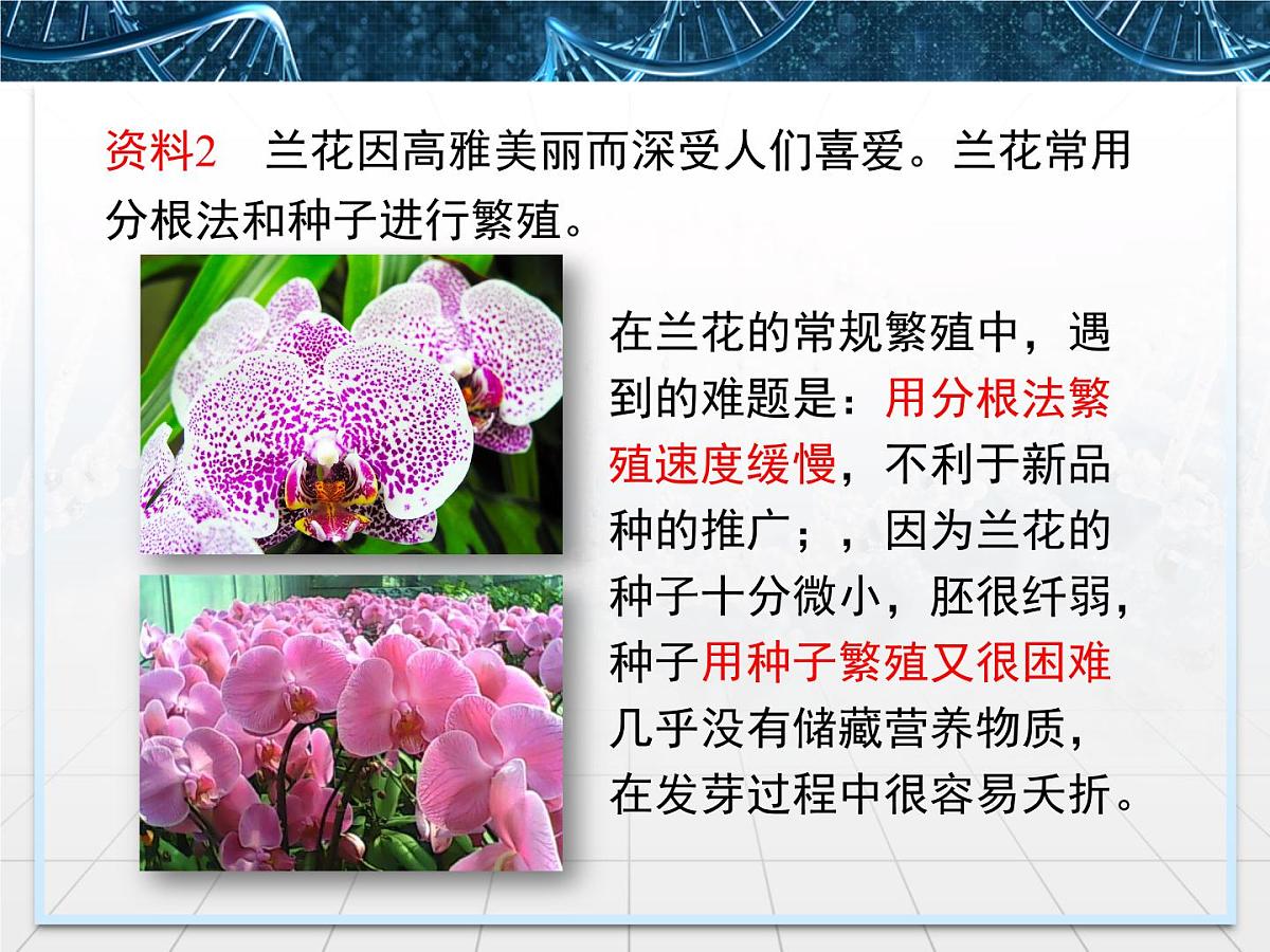 人教版 (新课标)高中生物选修3 2.1.2《植物细胞工程的实际应用》课件第3页