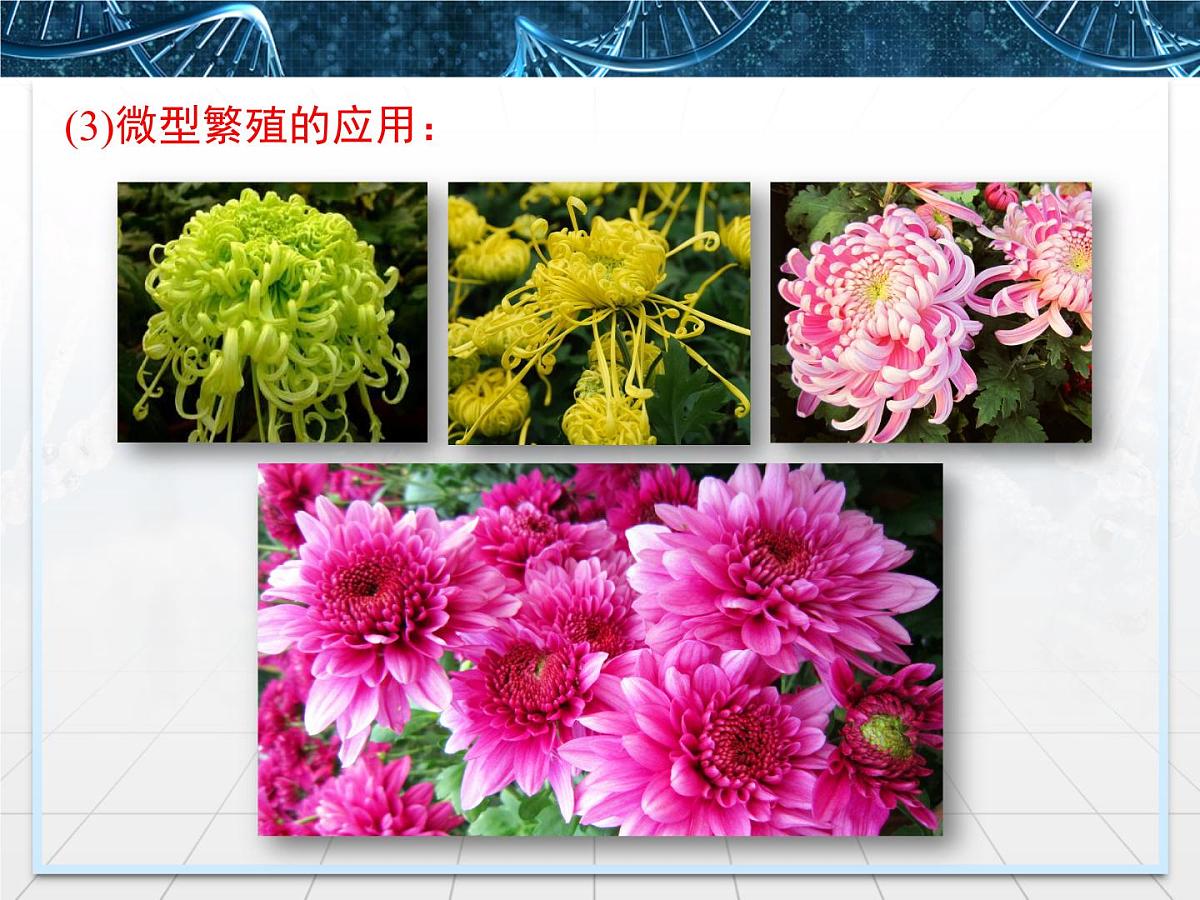 人教版 (新课标)高中生物选修3 2.1.2《植物细胞工程的实际应用》课件第7页