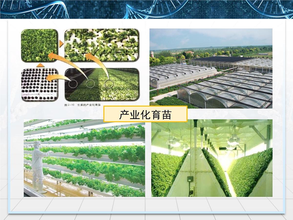 人教版 (新课标)高中生物选修3 2.1.2《植物细胞工程的实际应用》课件第8页