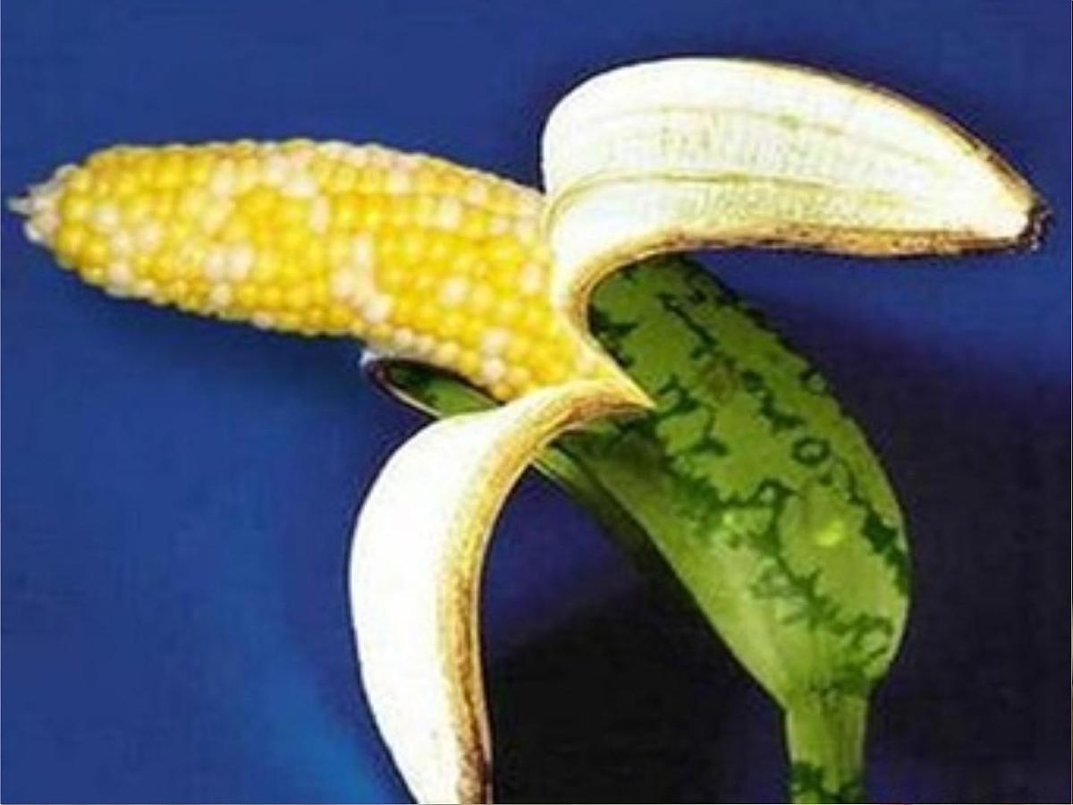 人教版 (新课标)高中生物选修3 4.1《转基因生物的安全性》课件第2页