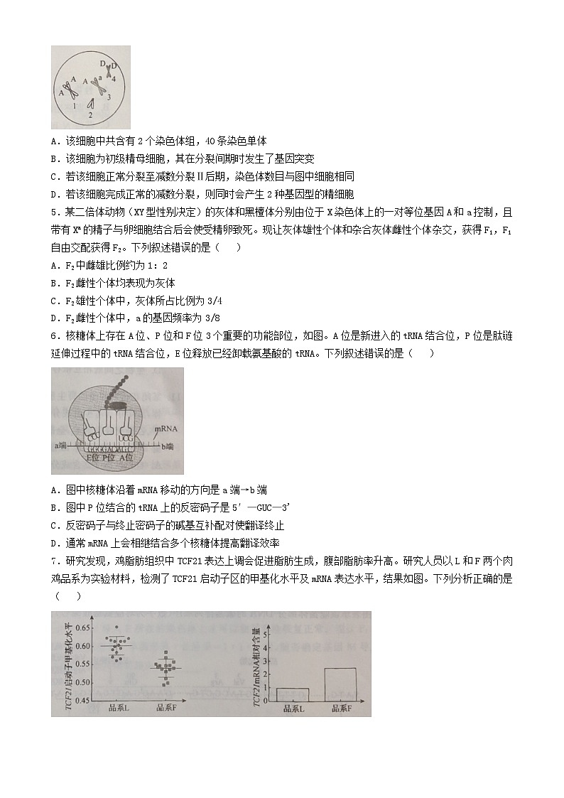 河北省邯郸市部分学校2024_2025学年高三生物上学期11月期中联考试题含解析第2页