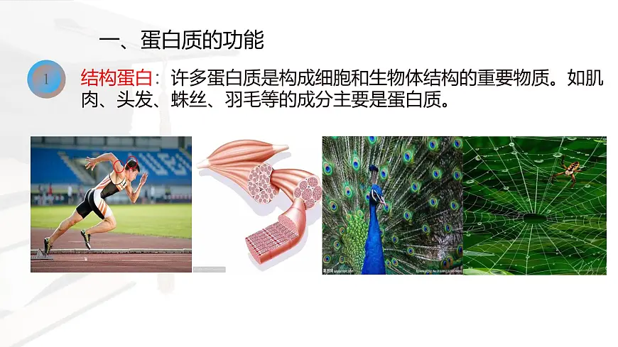 人教版高中生物必修1 2-4《蛋白质是生命活动的主要承担者》课件第4页