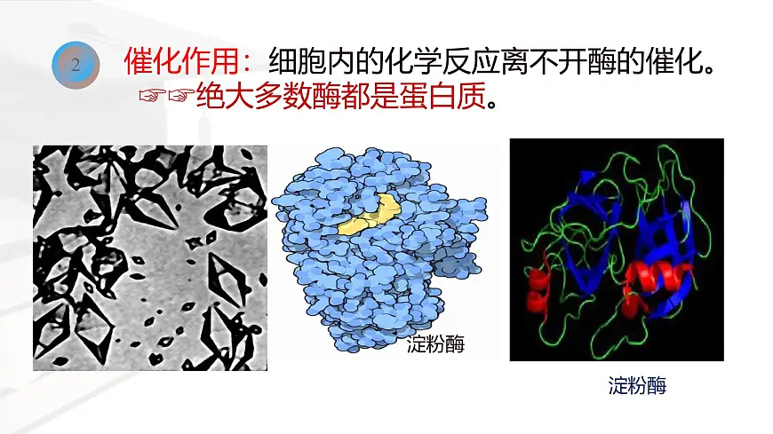 人教版高中生物必修1 2-4《蛋白质是生命活动的主要承担者》课件第5页