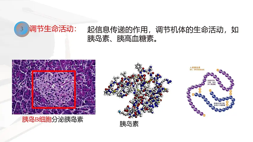 人教版高中生物必修1 2-4《蛋白质是生命活动的主要承担者》课件第6页