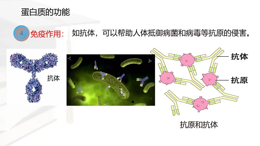 人教版高中生物必修1 2-4《蛋白质是生命活动的主要承担者》课件第7页