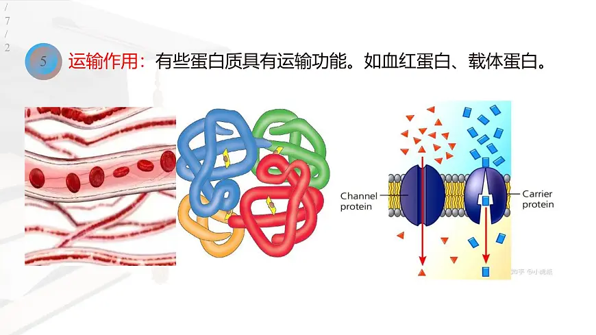 人教版高中生物必修1 2-4《蛋白质是生命活动的主要承担者》课件第8页