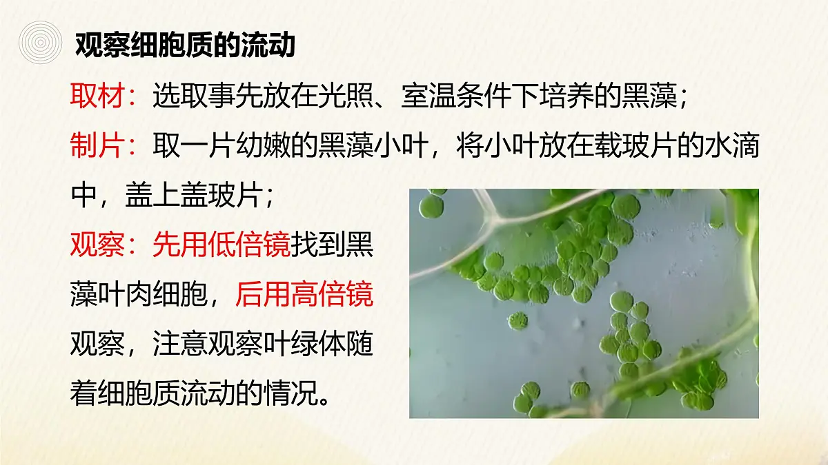 人教版高中生物必修1 3-2《细胞器之间的分工合作（第2课时）》课件第5页