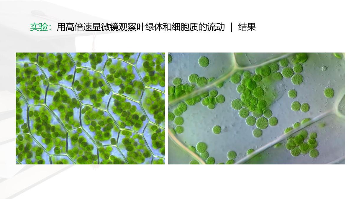 人教版高中生物必修1 3-2《细胞器之间的分工合作 》课时1 课件第5页