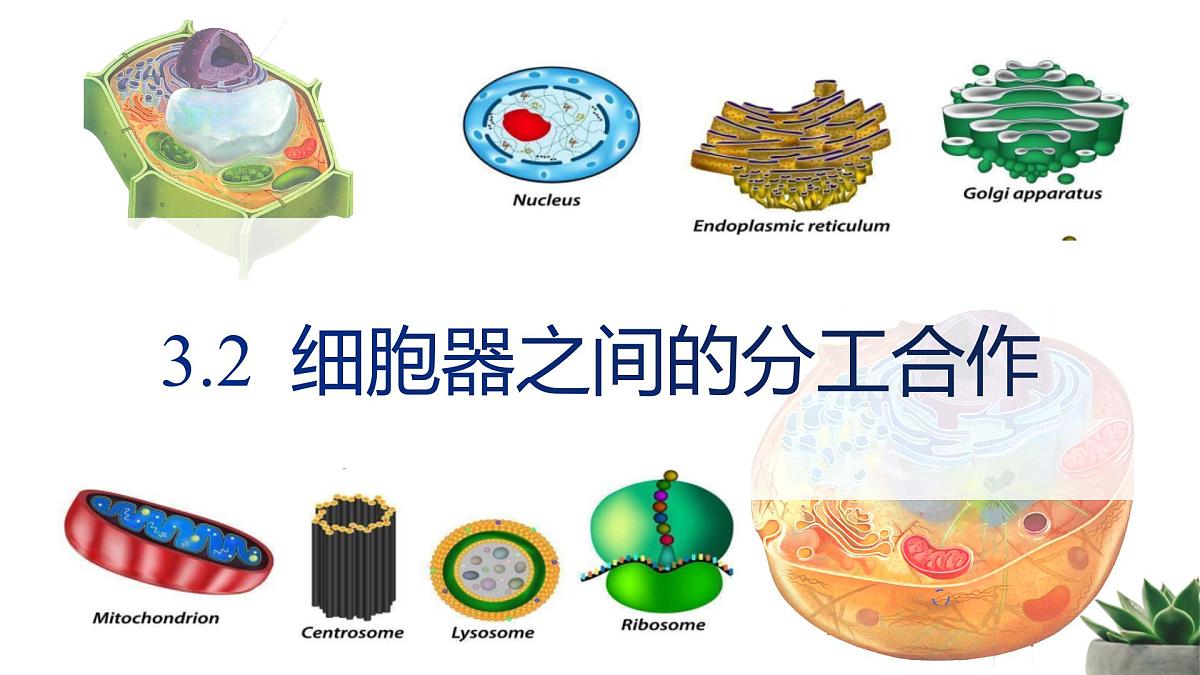 人教版高中生物必修1 3-2《细胞器之间的分工合作 》课时2教学课件第1页
