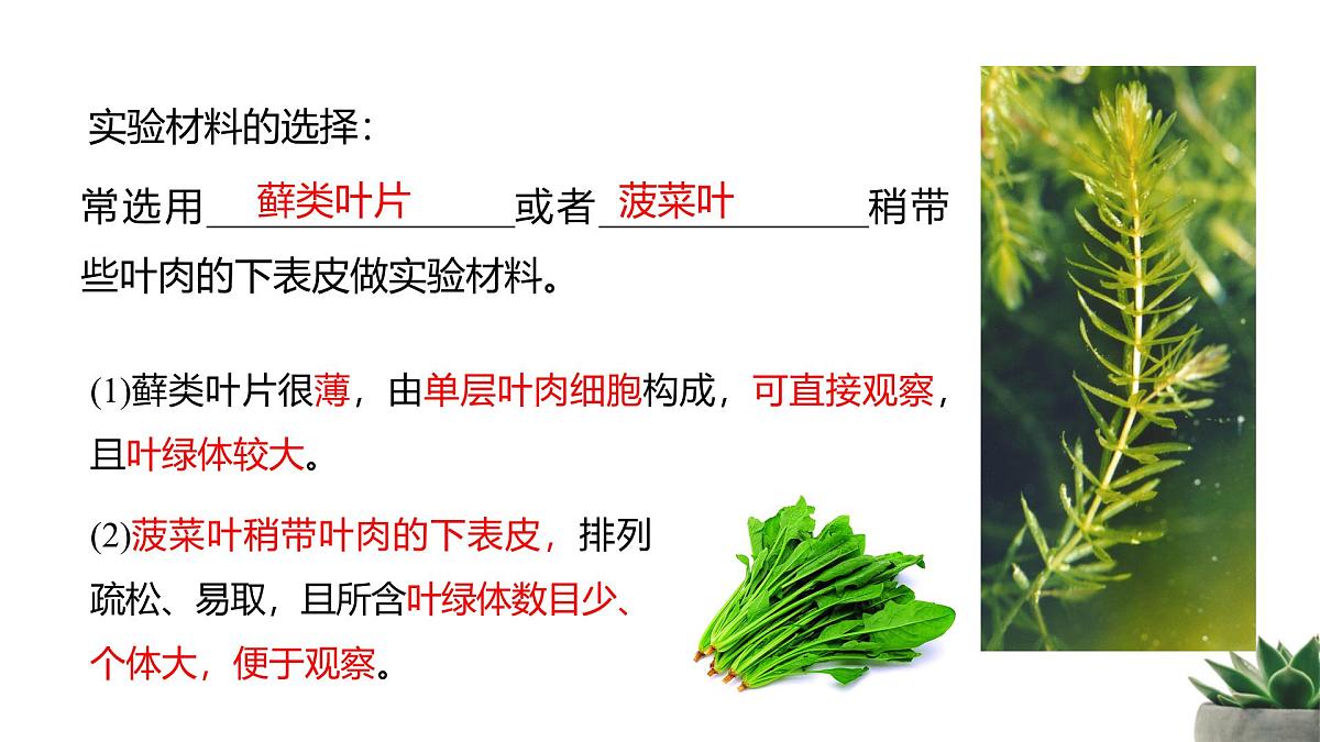 人教版高中生物必修1 3-2《细胞器之间的分工合作 》课时2教学课件第4页