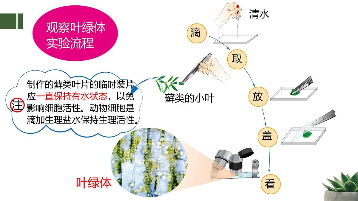 人教版高中生物必修1 3-2《细胞器之间的分工合作 》课时2教学课件第5页