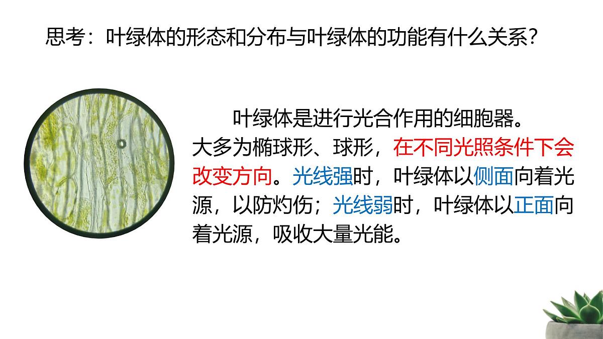 人教版高中生物必修1 3-2《细胞器之间的分工合作 》课时2教学课件第6页